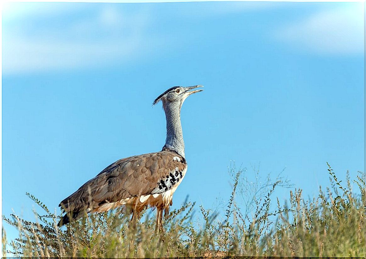 An Indian bustard in the grass.