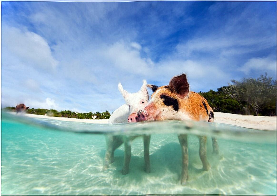 Islands inhabited only by animals