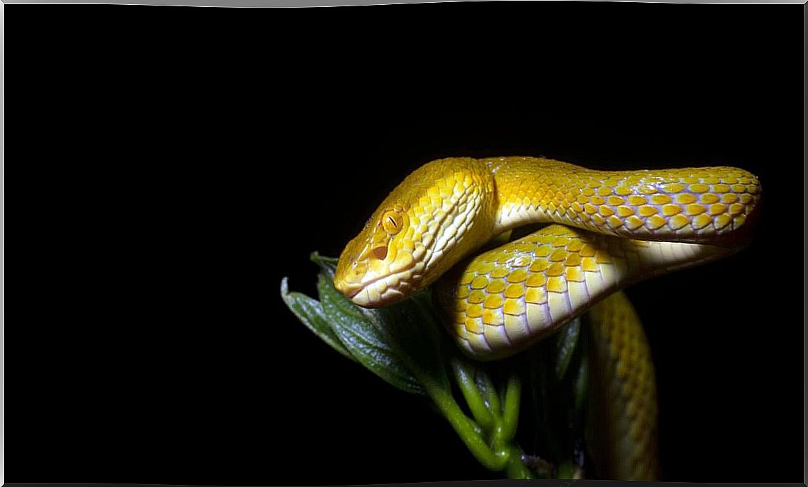 A yellow viper.