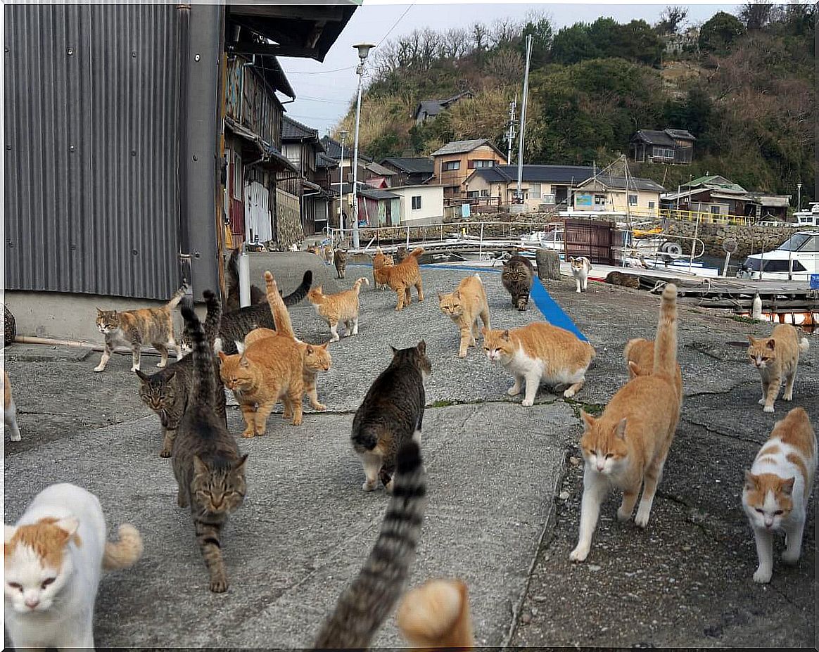 One of the islands inhabited only by animals.