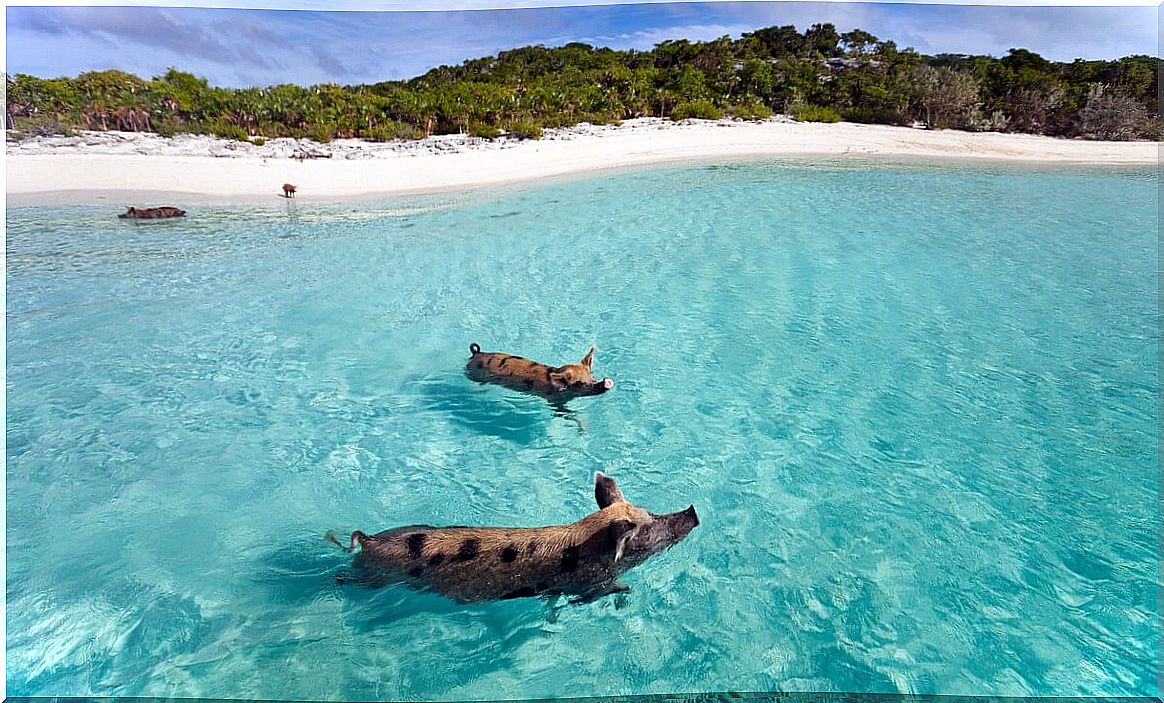 One of the islands where only animals live.