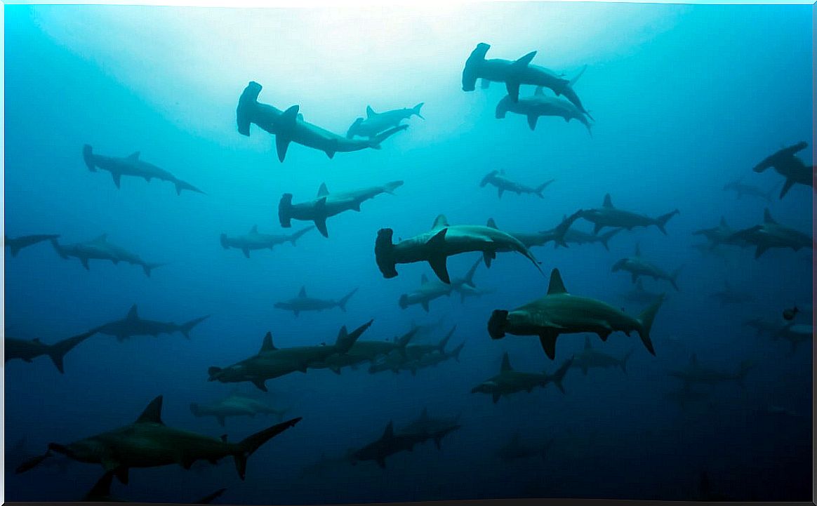 Hammerhead sharks in the sea.