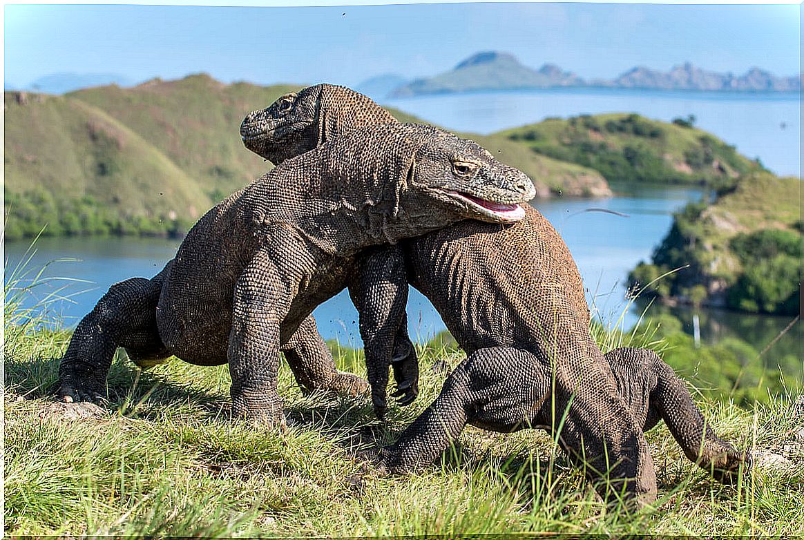 Komodo dragons fighting.