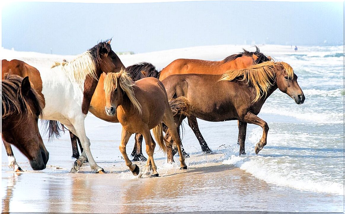 Some horses on the beach.