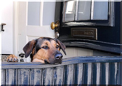 dog and door