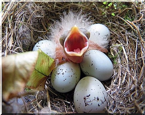 Purple bullfinch calf.