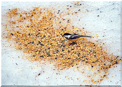 Learn about the different seeds for birds