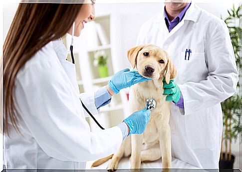 Canine Parvovirus: Treatment