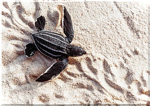 Leatherback turtle: characteristics, diet and habitat