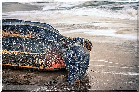 Leatherback turtle: feeding