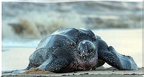 Leatherback turtle: habitat