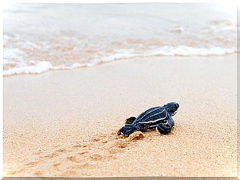 Leatherback turtle conservation