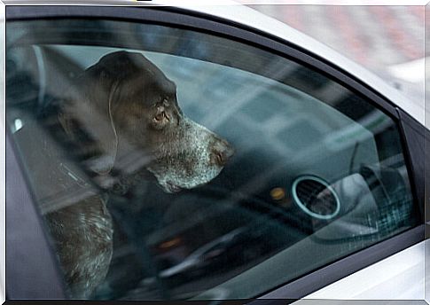 Leaving pets in cars can be a deadly problem