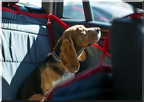 Dog locked in car