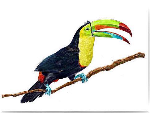 Toucan, one of the exotic animals, on a branch