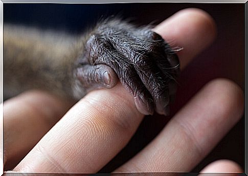 Monkey holding onto finger