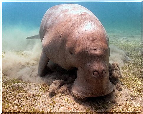 Dugong: characteristics