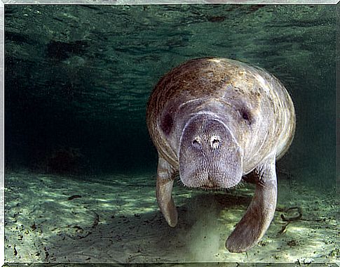 Caribbean manatee: characteristics