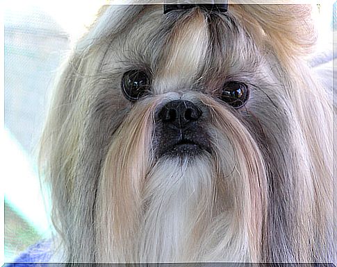 Lhasa Apso: discover everything about this particular breed