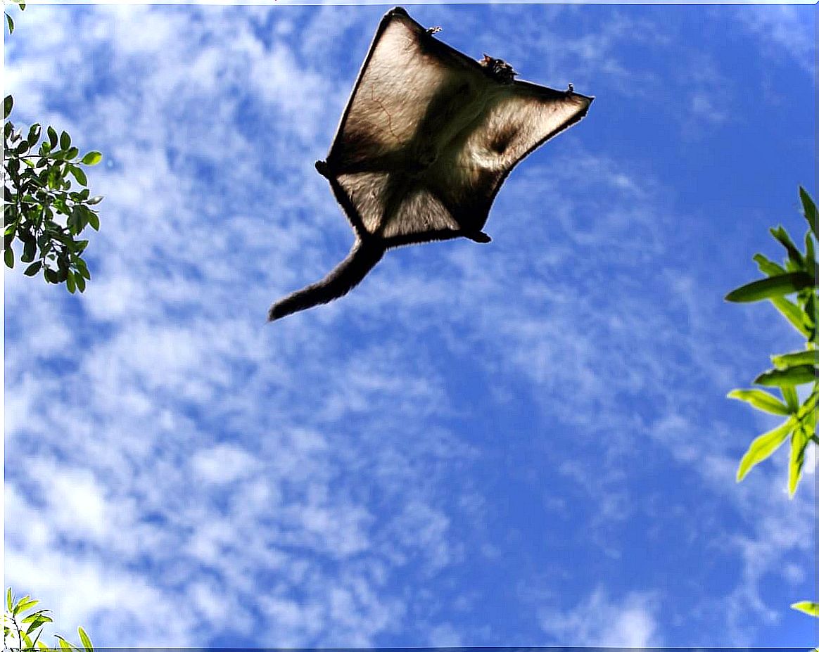 A flying squirrel seen from above.