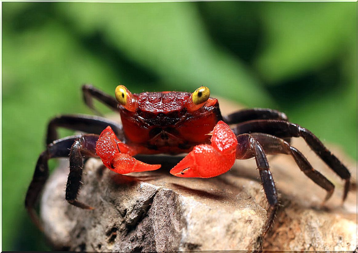 A vampire crab.  Another of the lost species.