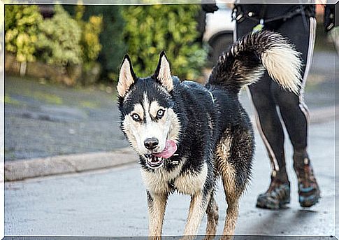 Losing weight with a dog