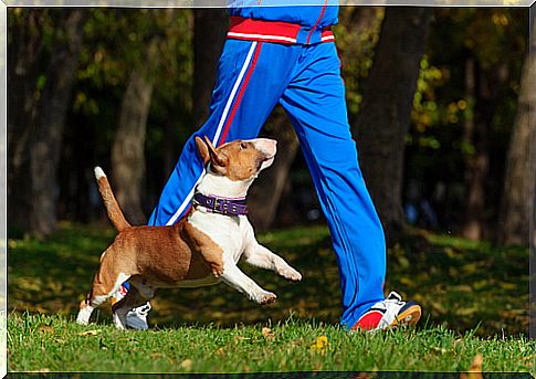 Dog running with his owner