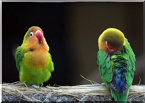 Lovebirds: characteristics, breeds and care