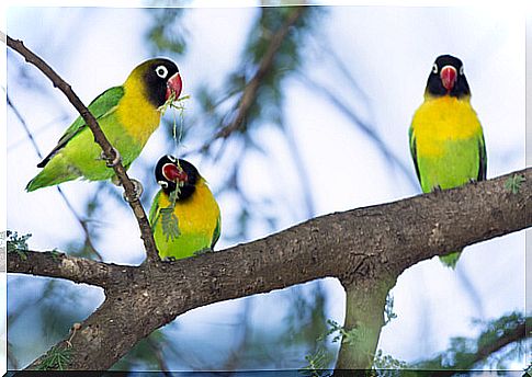 Lovebirds on a branch.