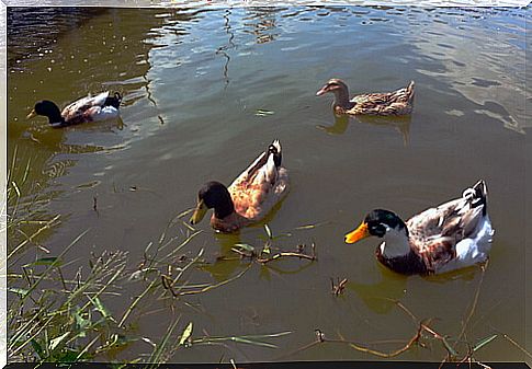 Make a pond for your ducks