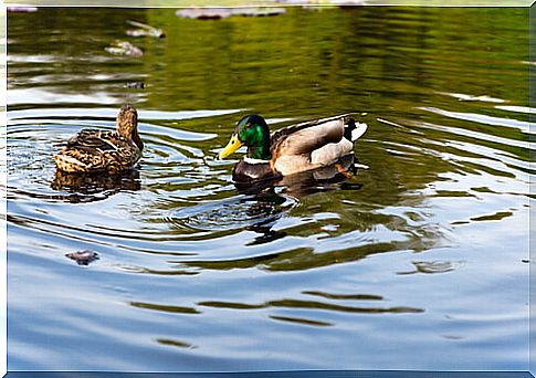 Make a duck pond