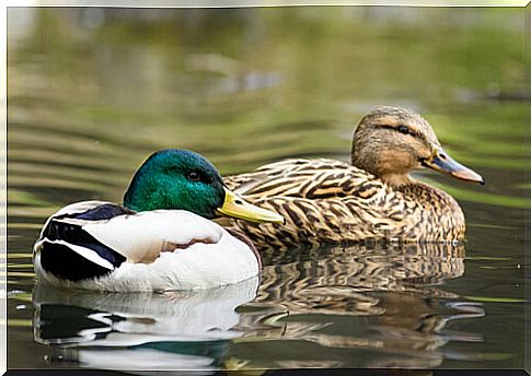 How to build a duck pond