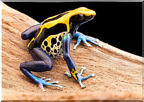 Poison dart frogs: characteristics