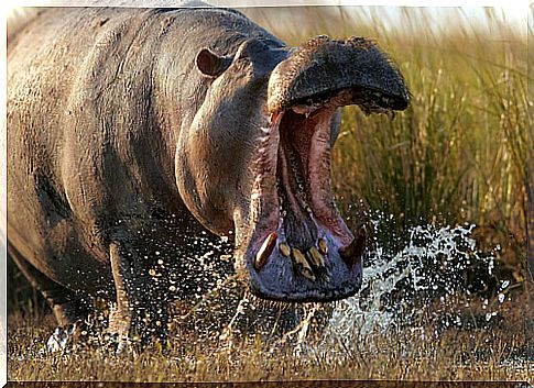 Hippopotamus: most dangerous animals