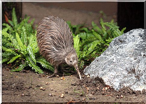 Meet the kiwi, a bird that does not fly