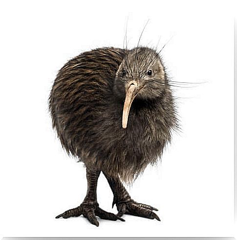 Kiwi: characteristics