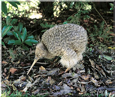 Kiwi: habitat