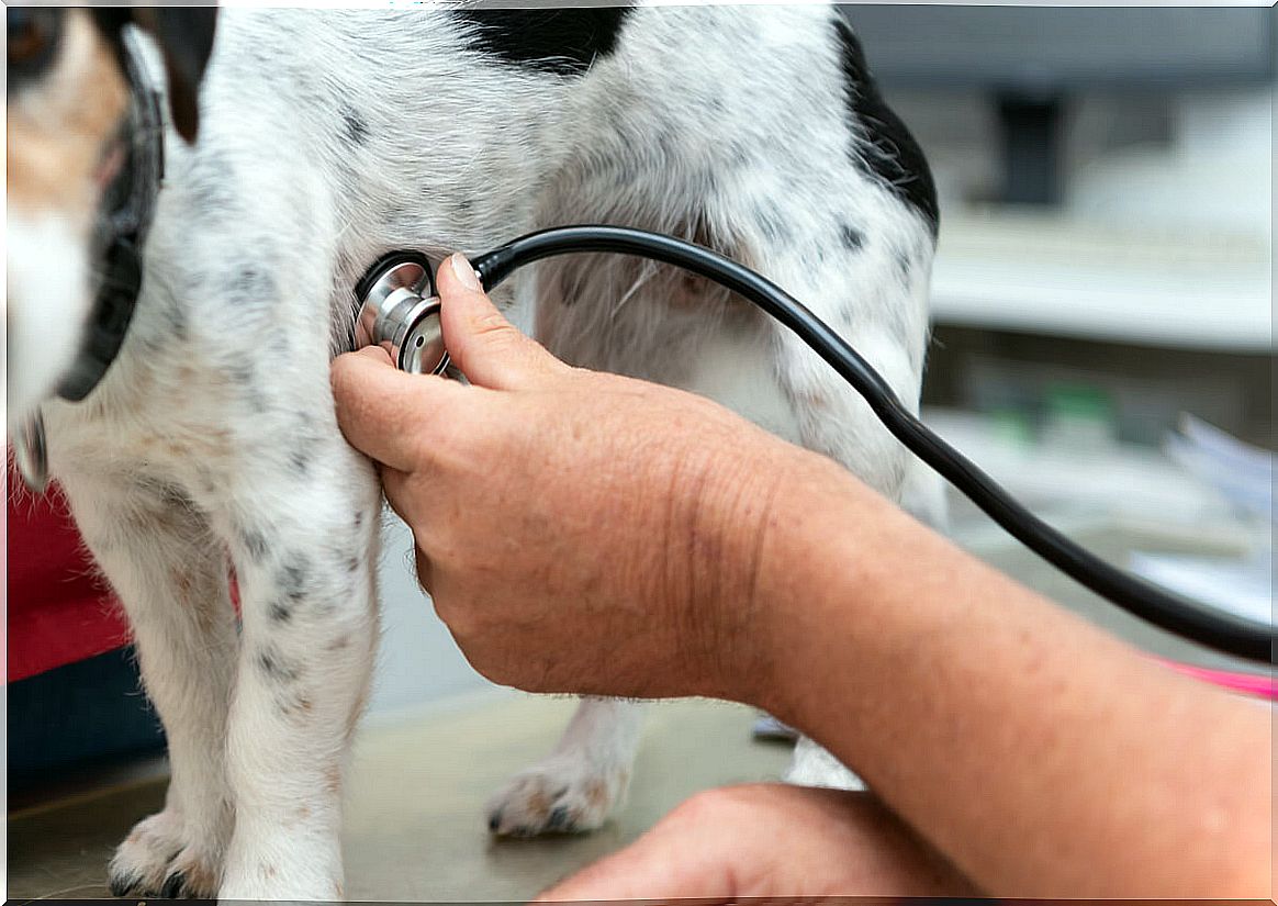 A dog during a veterinary check-up.