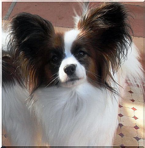 Papillon or continental dwarf straight-eared spaniel