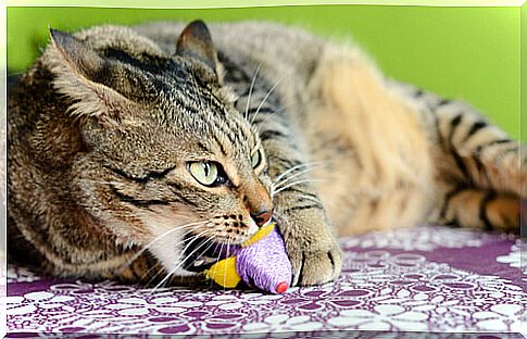 Pica disease in cats