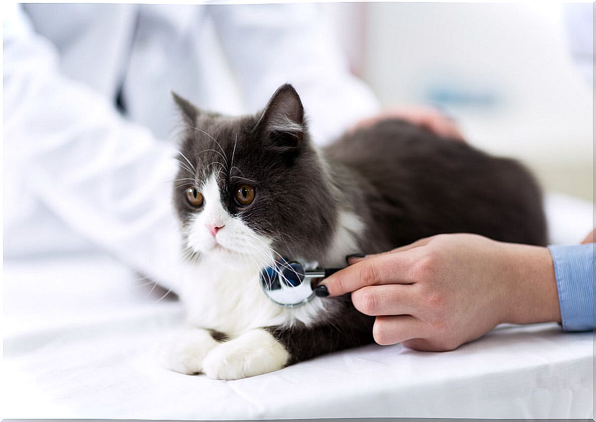 Polycystic Kidney Disease in Cats: Causes, Symptoms, and Treatment