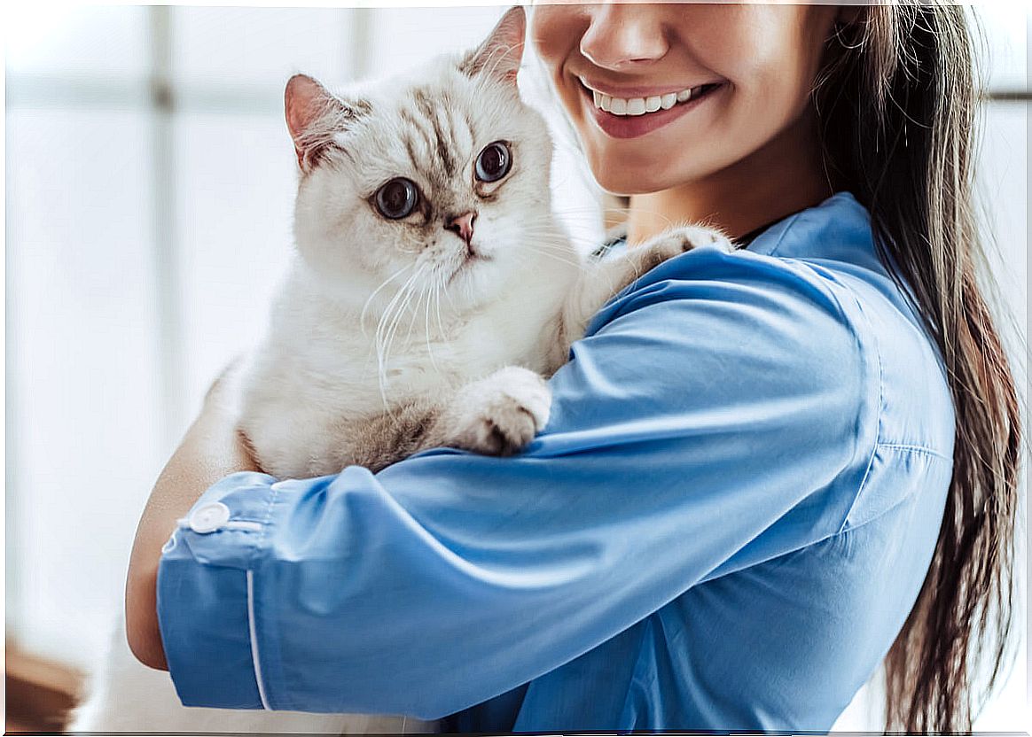 A cat at the vet for feline leukemia.