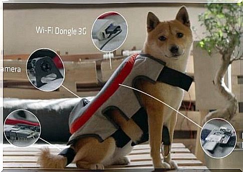 Posting Tail, a device that detects your dog's happiness