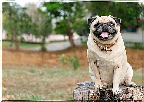 Pug dogs, the best dog for me