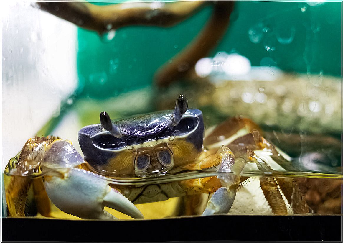 A crab in the water.