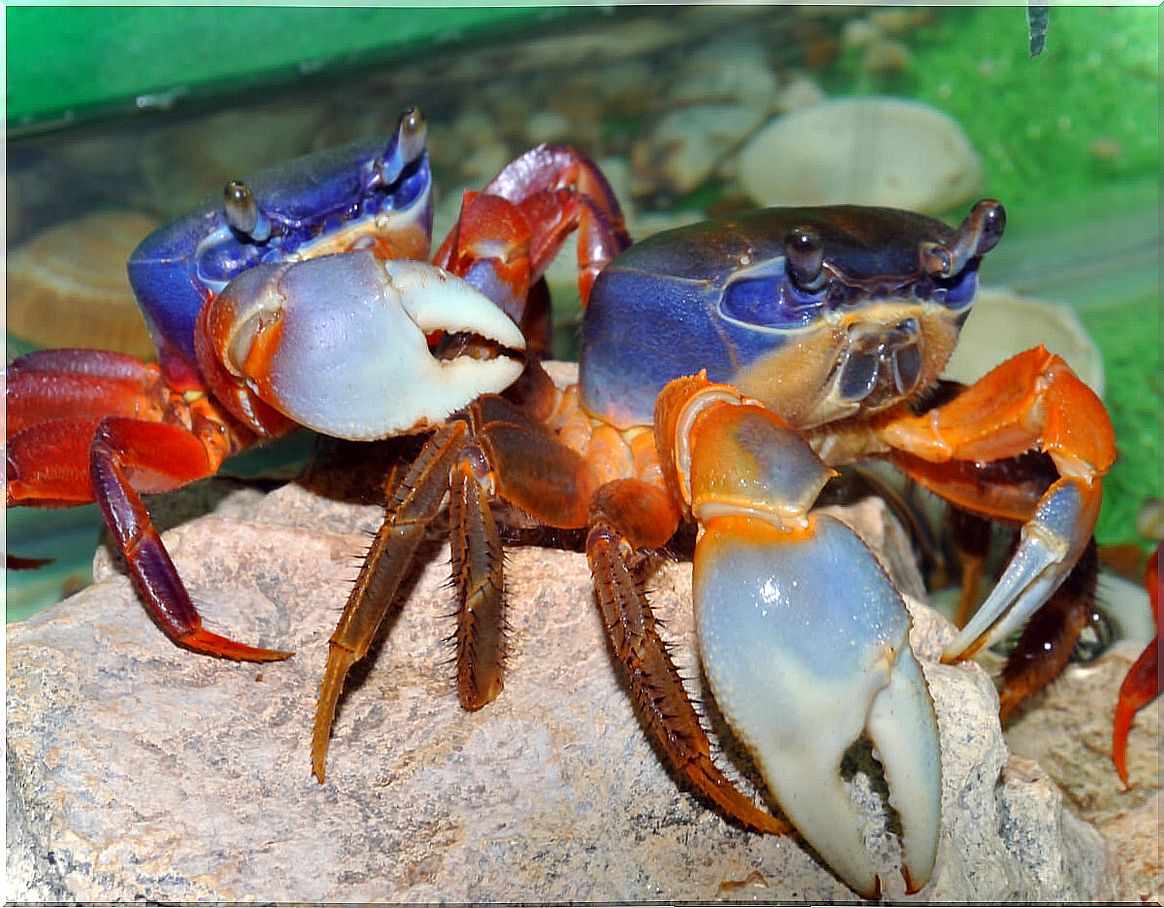 A pair of rainbow crabs.