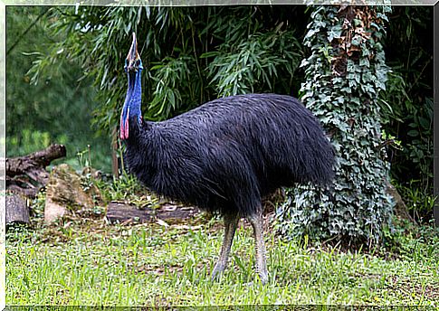 las ratites: cassowary