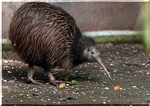 Kiwi in an animal shelter.