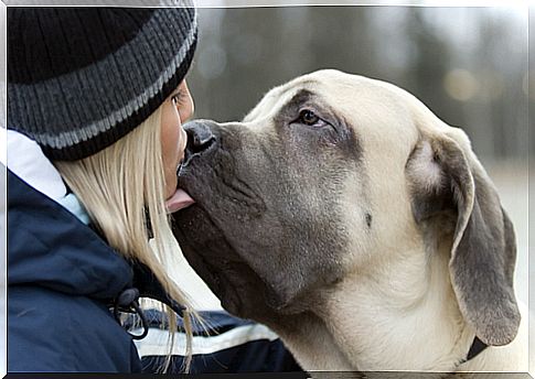 Reaction of a dog that did not see its owner for 3 days