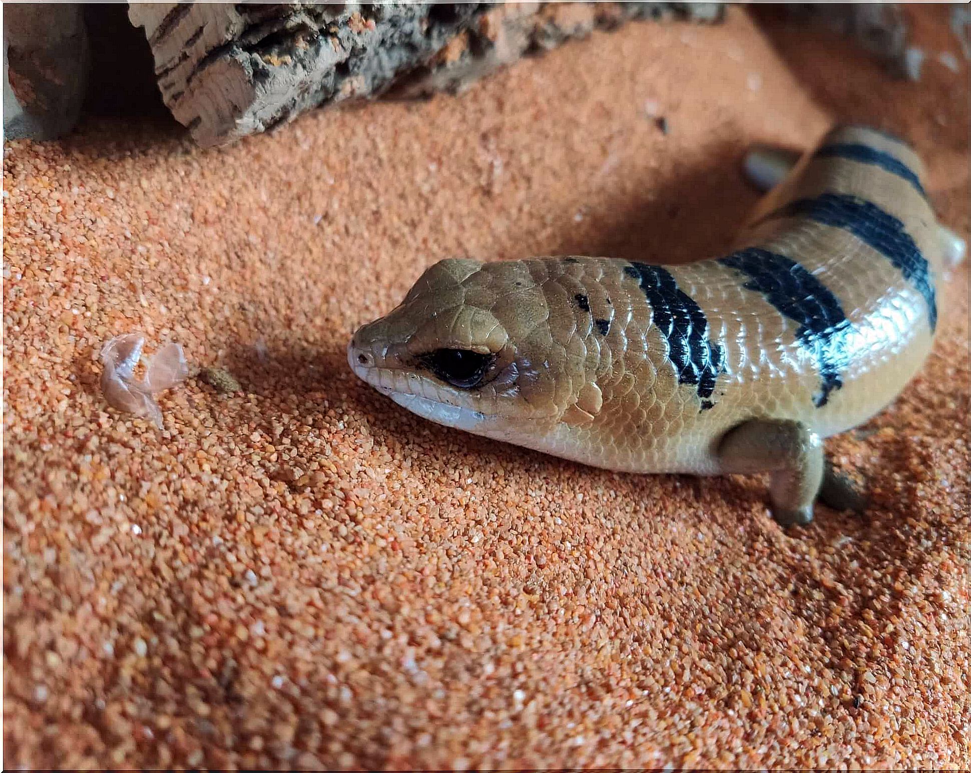 A specimen of Scincopus fasciatus.